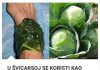U ŠVICARSKOJ SE KORISTI KAO LIJEK: Evo šta obloga od lista kupusa čini za vaše zdravlje