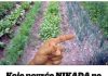 Koje povrće NIKADA ne smijete saditi jedno pored drugog: VAŽNO da ne izgubite cijeli rod!